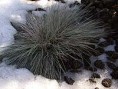 /album/okrasna-trava/festuca-glauca-1-jpg/